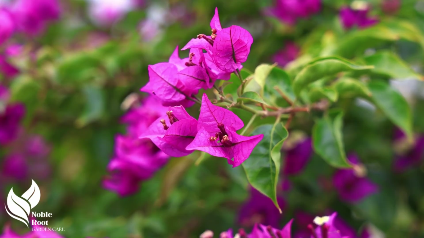 Noble Root Garden Care